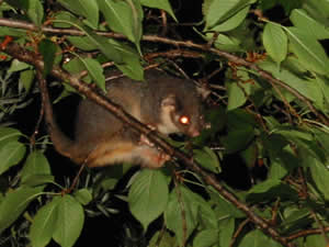 possum1.jpg