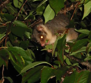 possum2.jpg